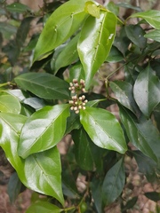 Gynochthodes jasminoides