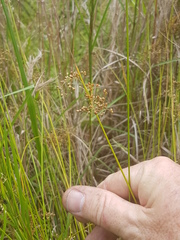 Juncus usitatus