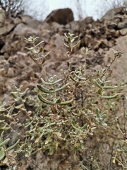 Buddleja scordioides