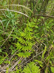 Cheilanthes viridis