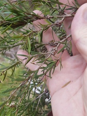 Melaleuca decora