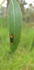 Chauliognathus tricolor