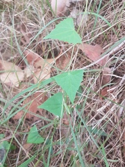 Zehneria cunninghamii