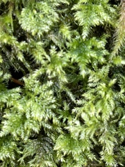 Thamnobryum