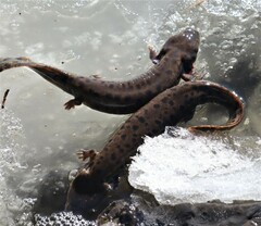 Necturus maculosus
