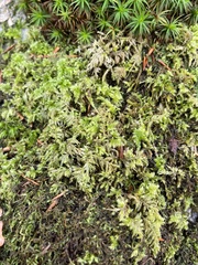 Thamnobryum