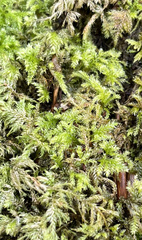 Thamnobryum
