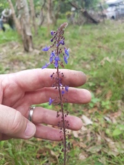 Coleus australis