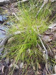 Scleria brownii
