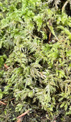 Thamnobryum