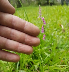 Spiranthes sinensis