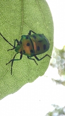 Chrysocoris