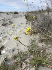 Brassica fruticulosa