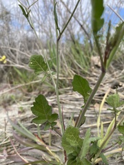 Brassica fruticulosa