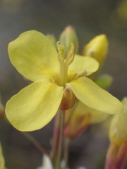Brassica fruticulosa