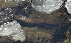 Necturus maculosus