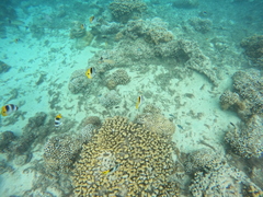 Chaetodon ulietensis