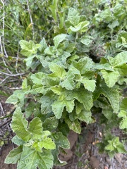 Malacothamnus clementinus