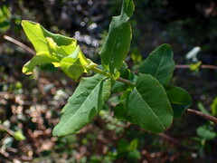 Lonicera hispidula