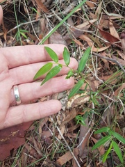 Geitonoplesium cymosum