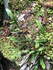 Notogrammitis billardierei