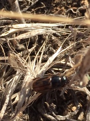 Chilothorax distinctus