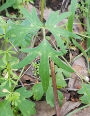 Ranunculus californicus