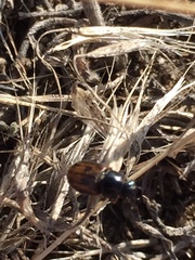 Chilothorax distinctus