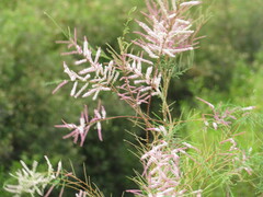 Tamarix chinensis