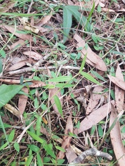 Ottochloa gracillima