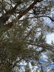 Pinus quadrifolia