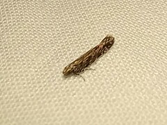 Aristotelia rubidella