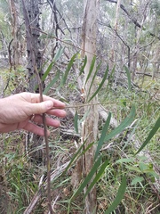Eucalyptus seeana