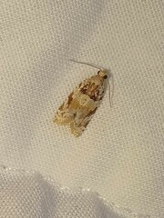 Argyrotaenia kimballi