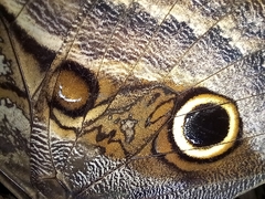 Caligo telamonius