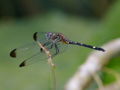 Dythemis nigra