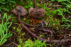 Pseudobaeospora deckeri