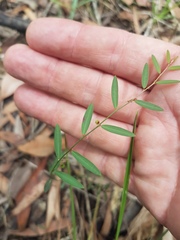 Phyllanthus virgatus