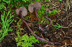 Pseudobaeospora deckeri