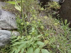 Arracacia brandegeei