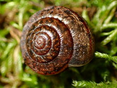 Helminthoglypta