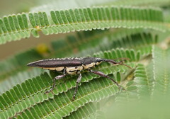 Rhinotia sparsa