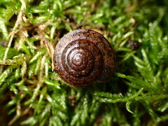 Helminthoglypta