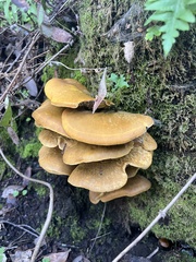 Omphalotus olivascens