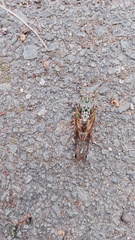Amphipsalta zelandica