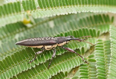 Rhinotia sparsa