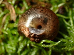 Helminthoglypta