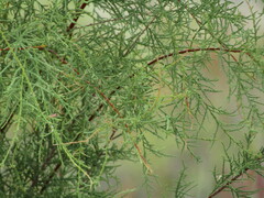 Tamarix chinensis