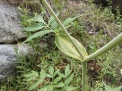 Arracacia brandegeei