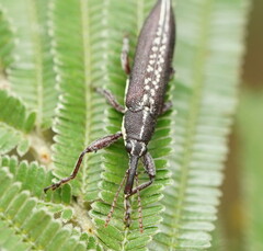 Rhinotia sparsa
